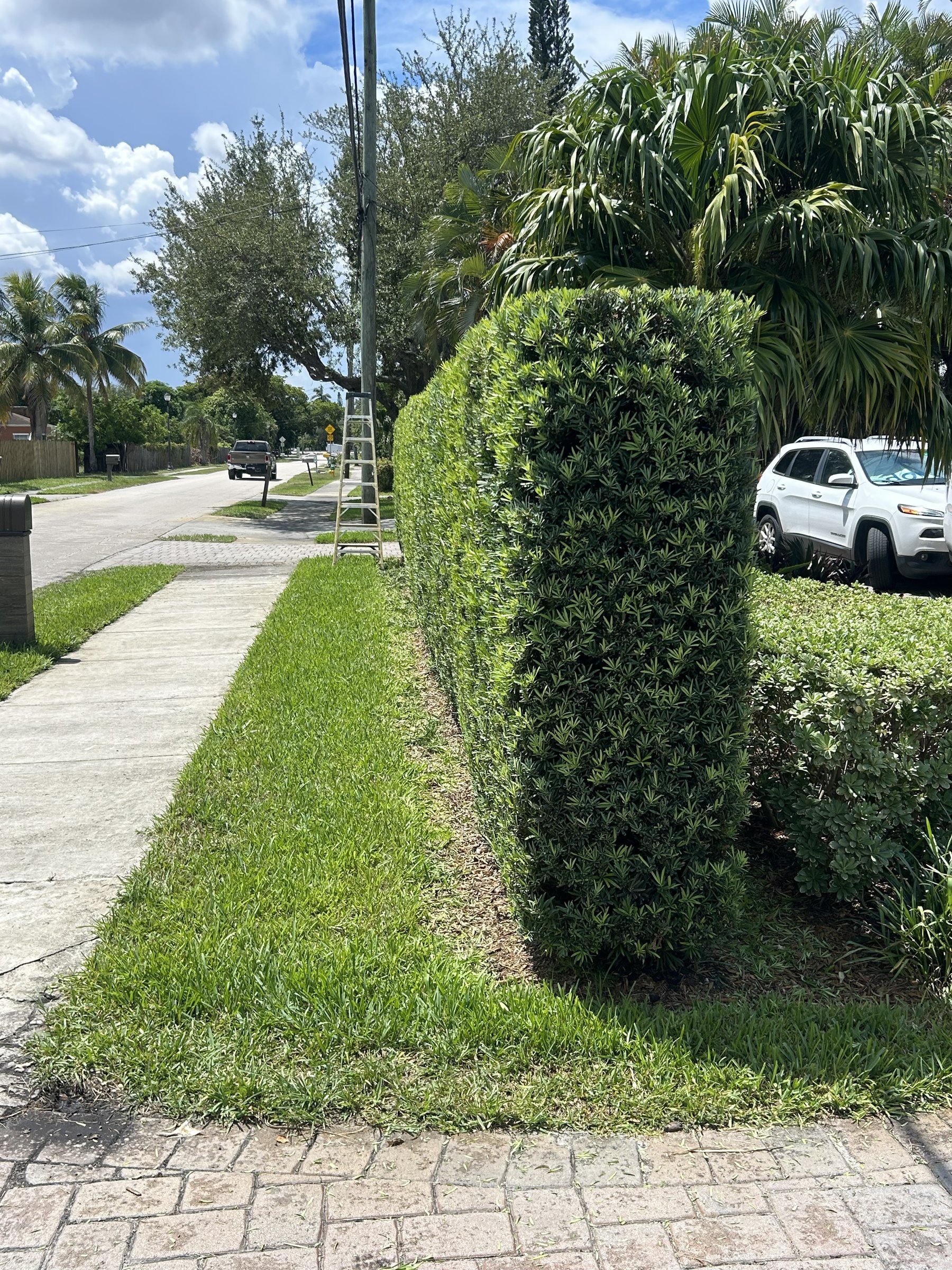 Tall manicured privacy hedge beside a grass strip for residential screening
