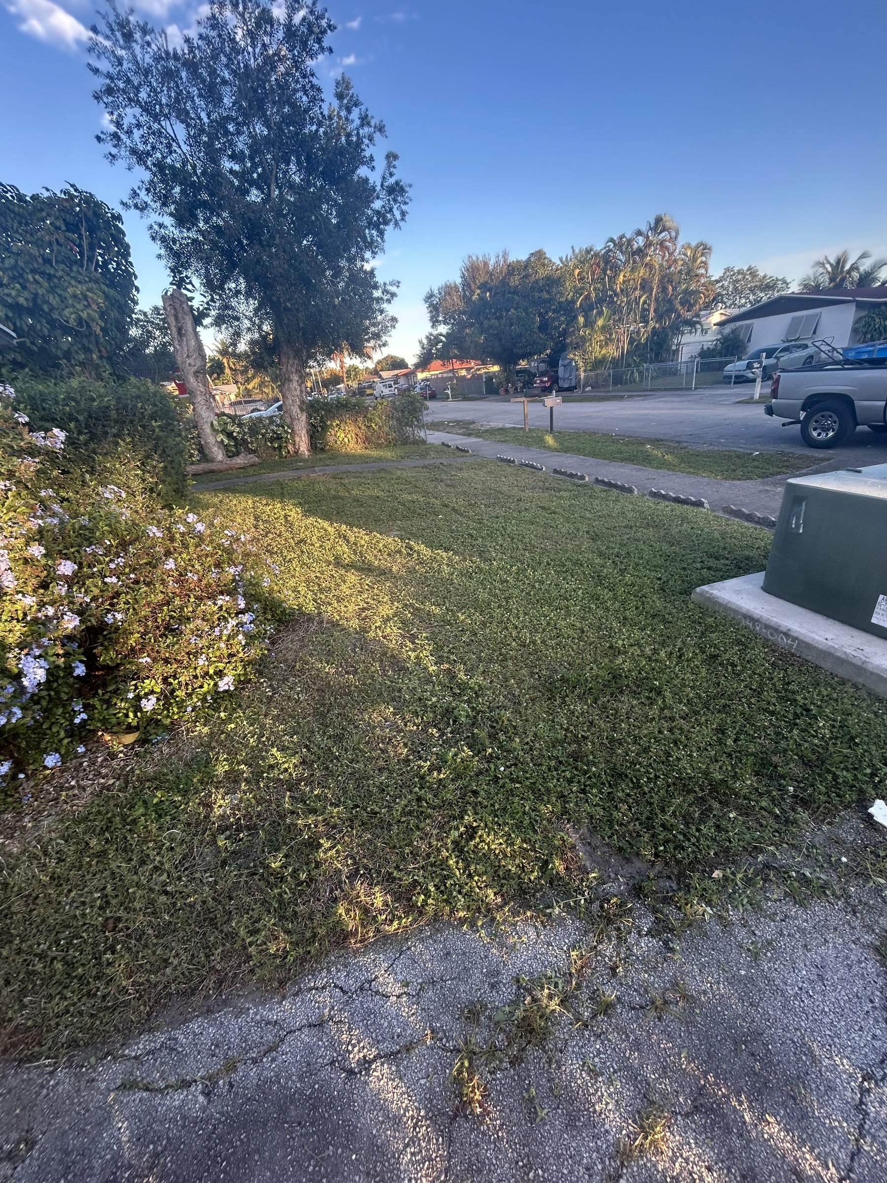 Front yard landscaping with flowering shrub, lawn, and mature trees